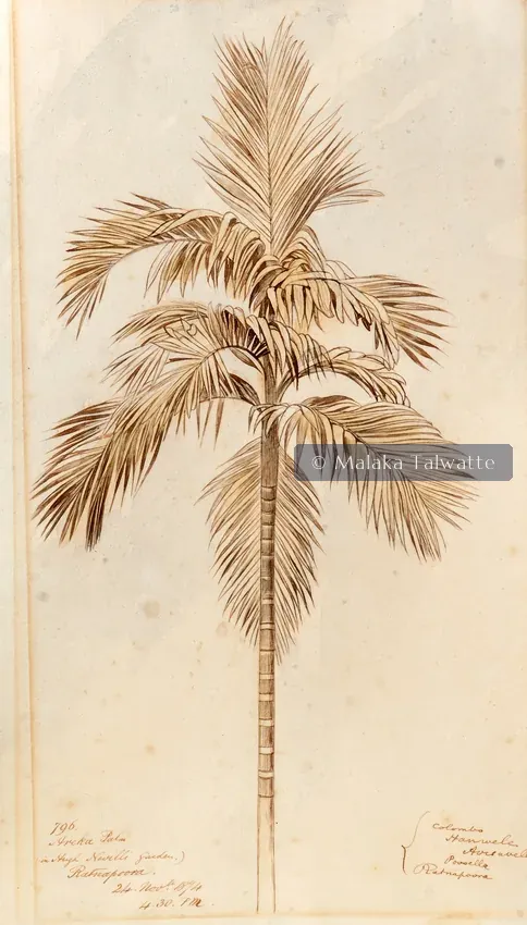 A Ceylon Landscape, Edward Lear